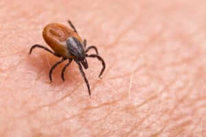 Infected female deer tick on human skin.